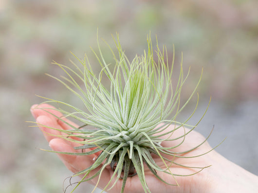 Tillandsia Air Plant Starter Kit - 10 or 20 Air Plants & Fertilizer