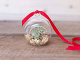 Mini Pebble Ornament with Tillandsia Ionantha Air Plant