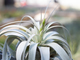 Tillandsia Xerographica Air Plant