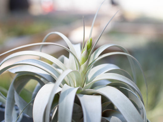 Tillandsia Xerographica Air Plant